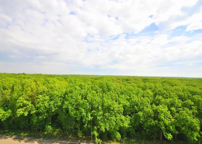 Foresthouse 1 公寓 蒂米什瓦拉