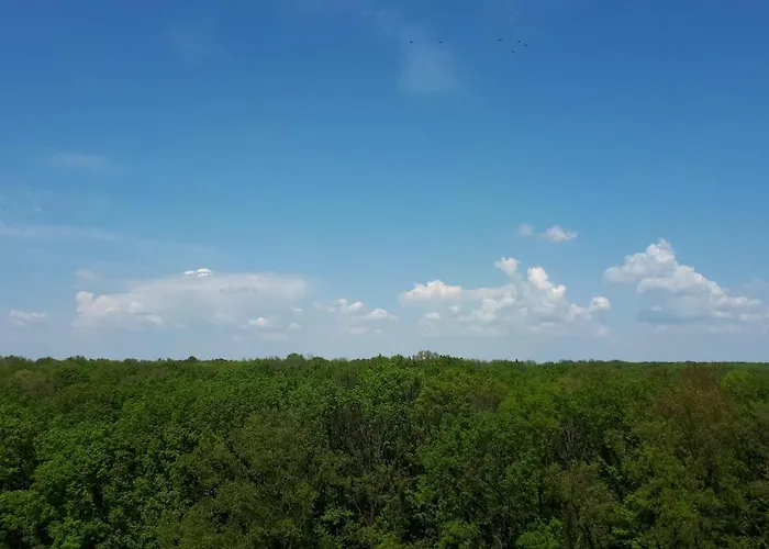 Foresthouse 1 蒂米什瓦拉